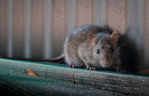 what is the hantavirus and should you be concerned